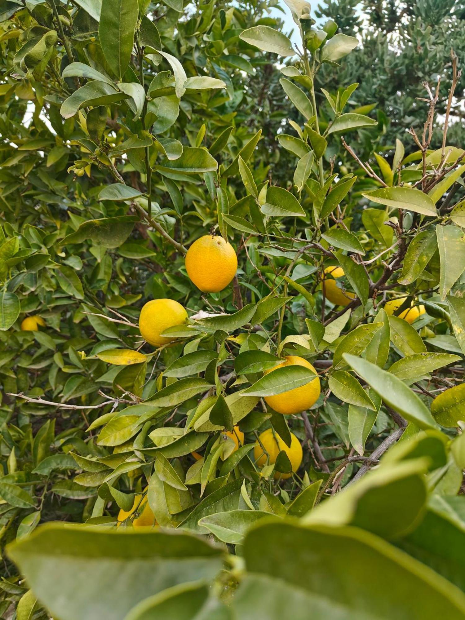 Finca Oliva Bolulla エクステリア 写真