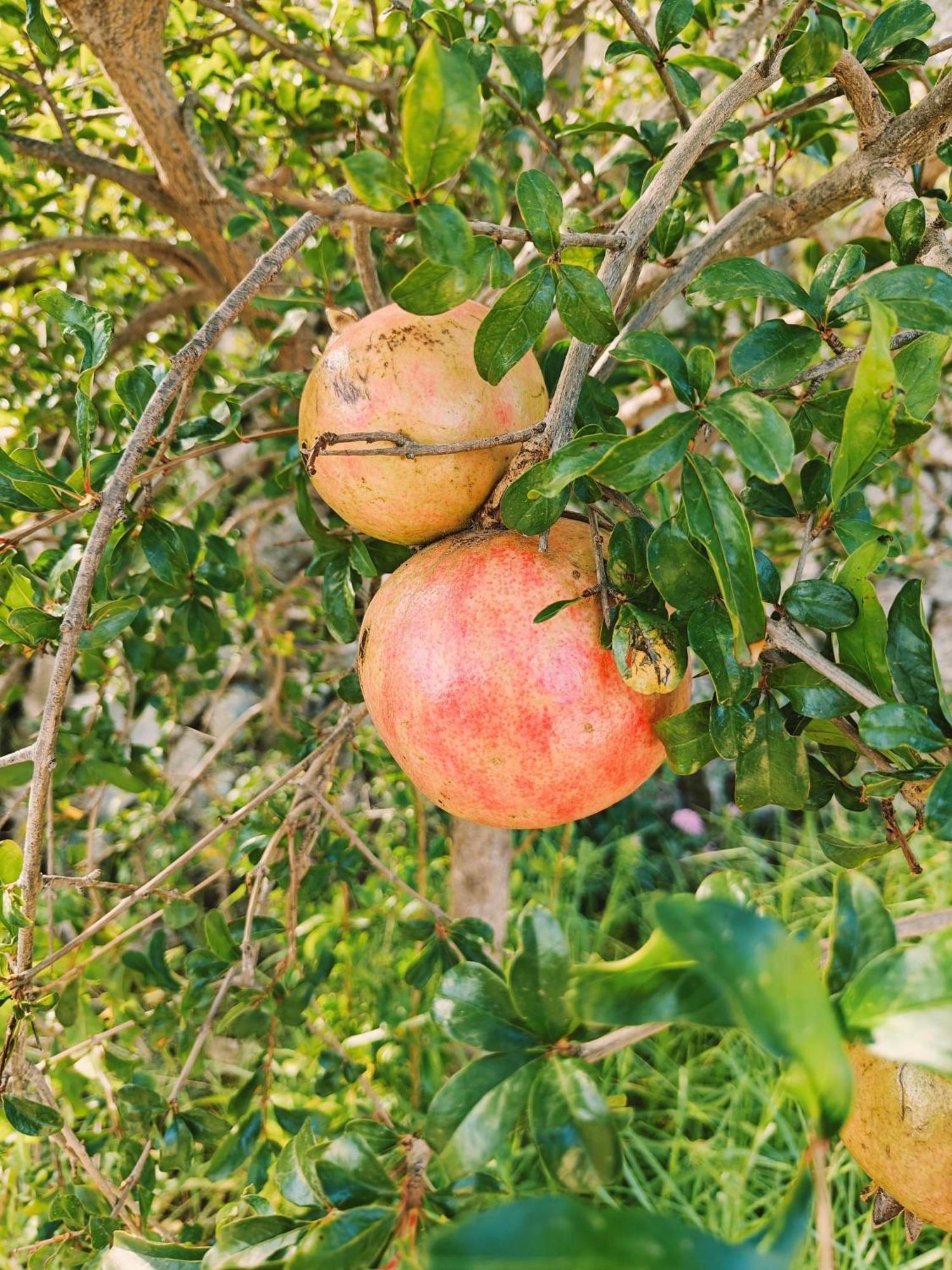 Finca Oliva Bolulla エクステリア 写真